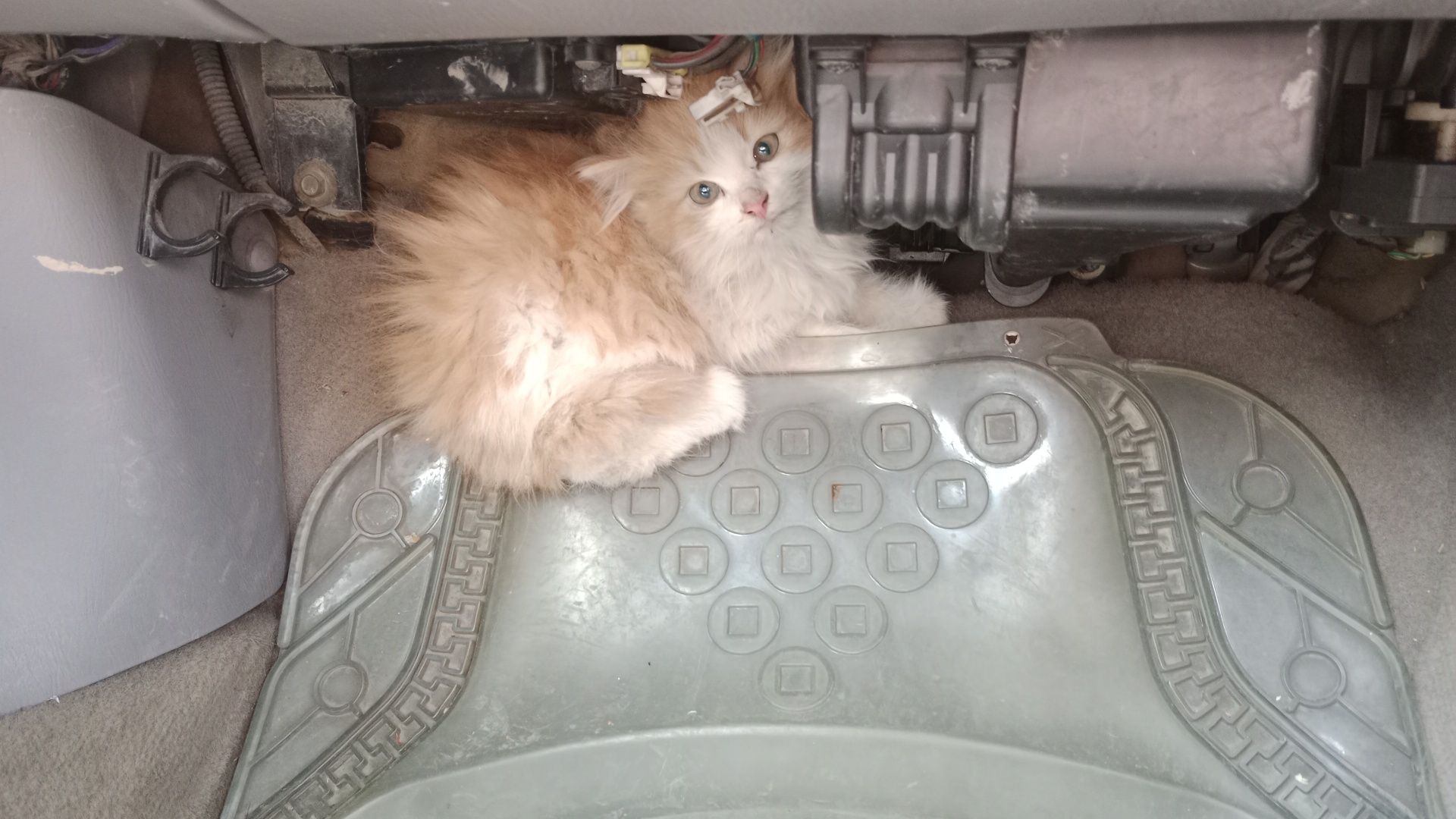 Отдам котенка найденного