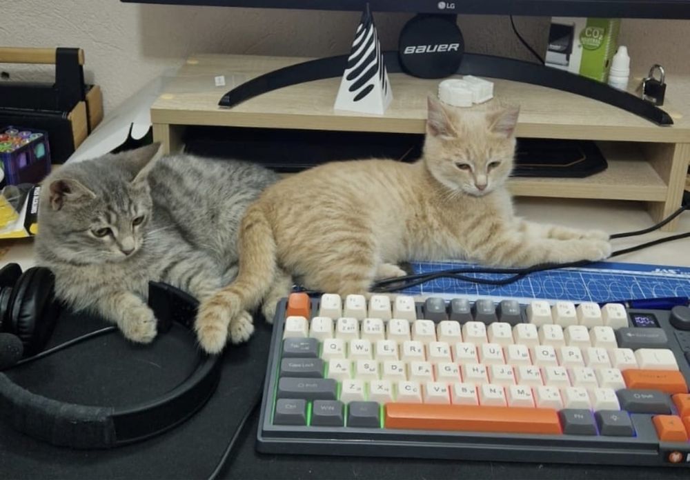 Котята 3 месяца,