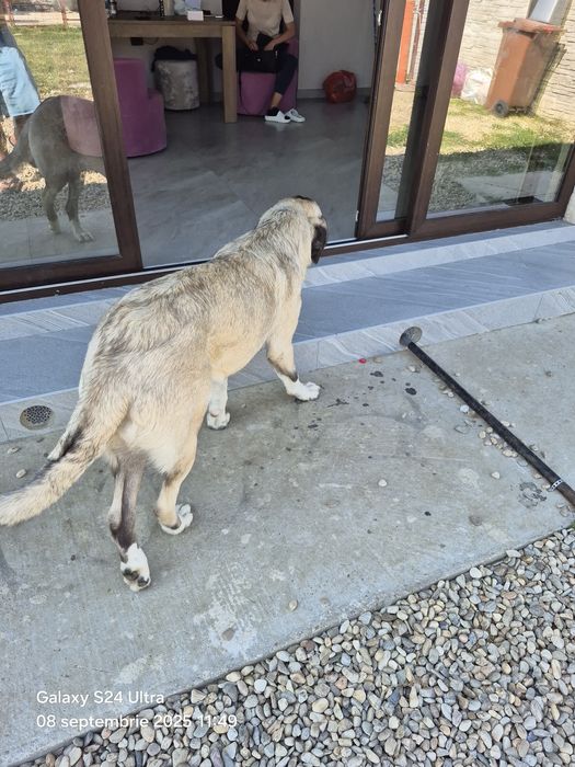 Catelusa 7 luni,vaccinata cipata!!