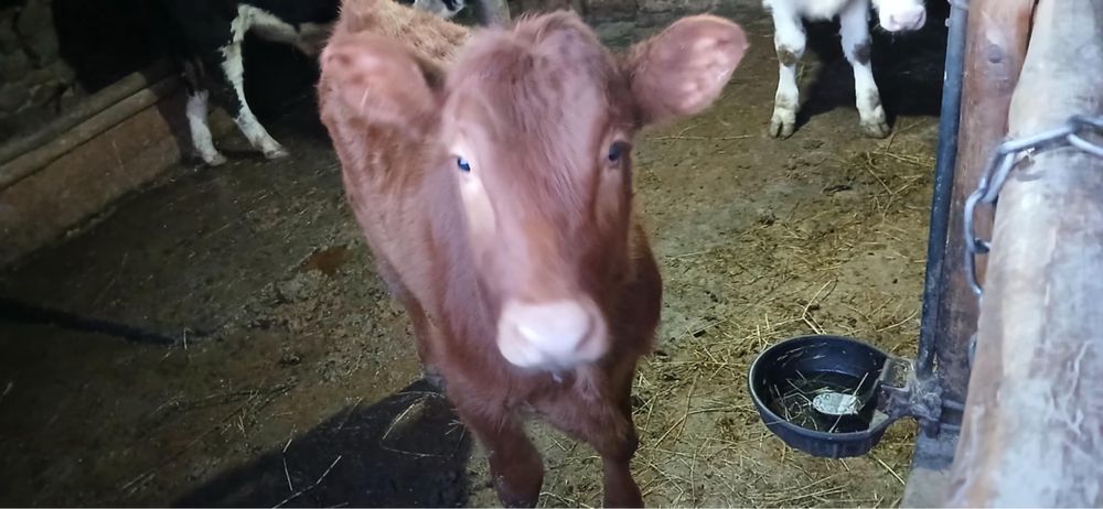 Продавам мъжки телета