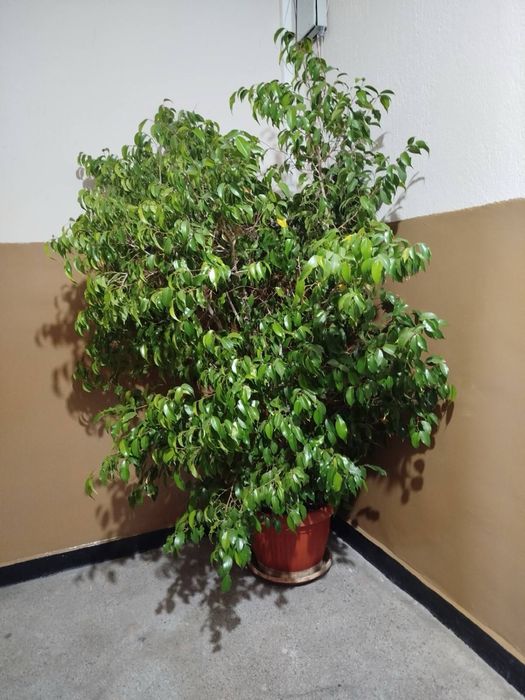 Голямо цвете Бенджамин