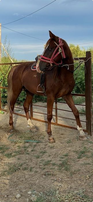 4 жасар айғыр сатылады!