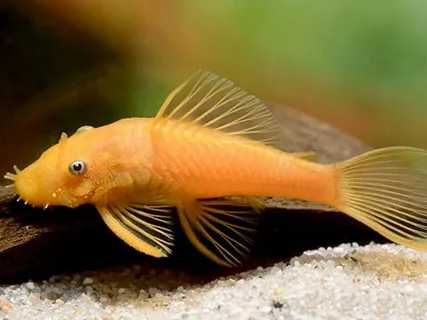 Анциструс золотой голубоглазый Л144