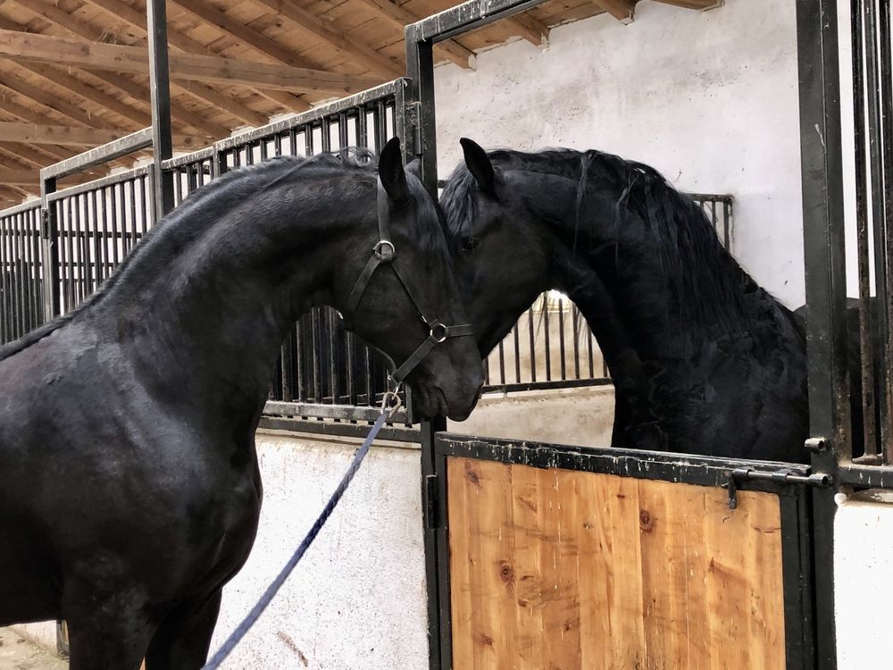 Armăsari Armăsar Friesian Frizian Frizieni