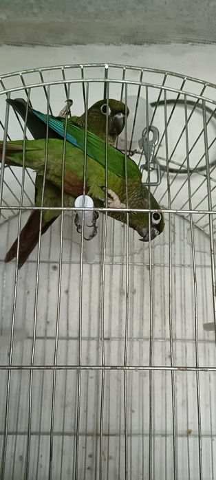 Продават се Перура Молина 6 месечни  много кротки и игриви папагали