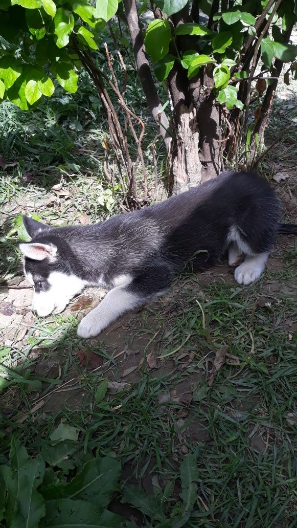 Pui Husky Siberian rasa pura