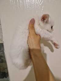 Котенок белый в добрые руки