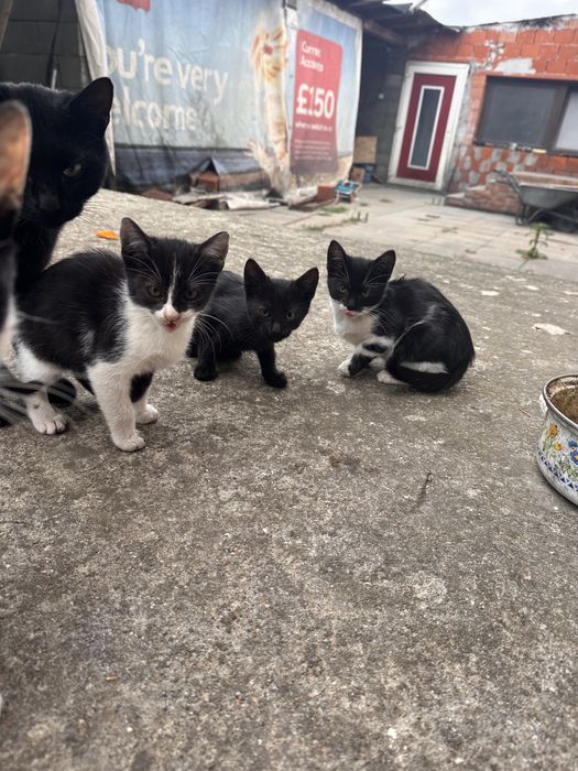 Donez pisici 2 negre si 2 alb cu negru