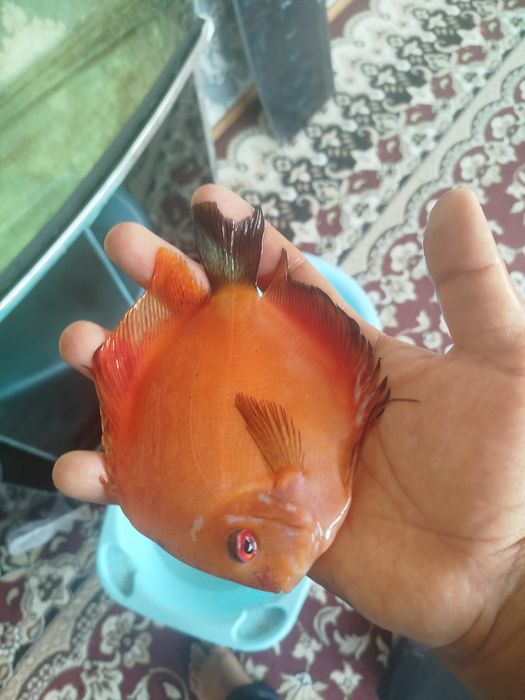 Diskus akvarium bilan komplekt