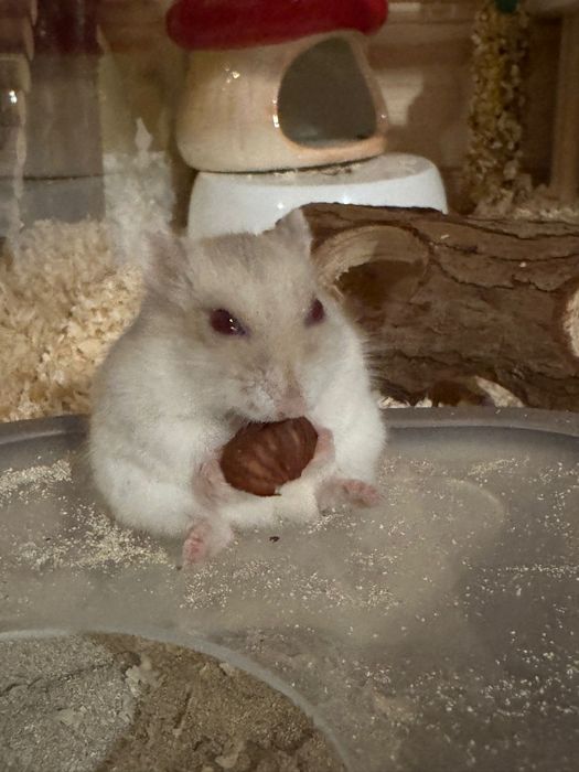 Cusca pentru hamster