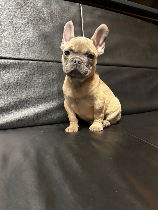 Bulldog francez blue fawn