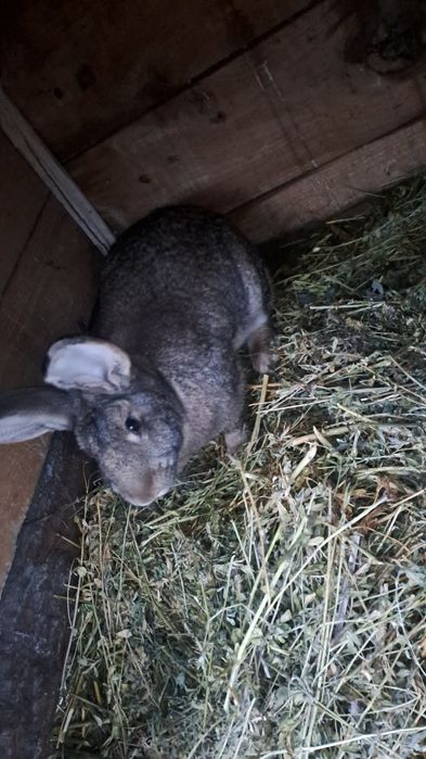 De vanzare o femela berbec si 9 pui de doua luni 3 femele si 6 masculi