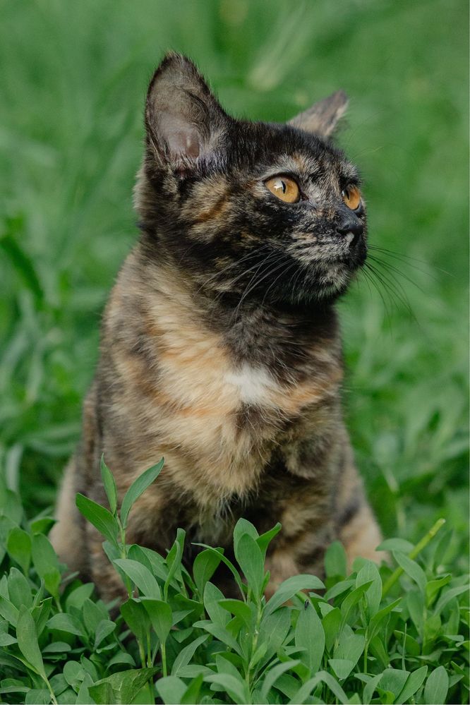 Кошка в поиске дома