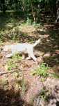 Lagotto cu PEDIGREE