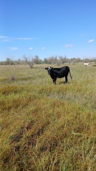 Тёлочка 2х летняя