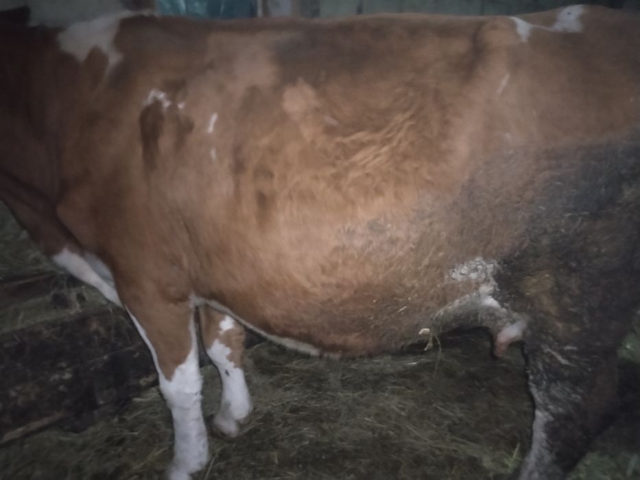 Vind 2 vaci gestante