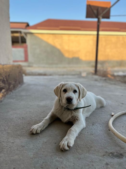 Лабрадор чистокровная девочка