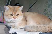 Кот британец на Вязку с редким окрасом Bri NU 11