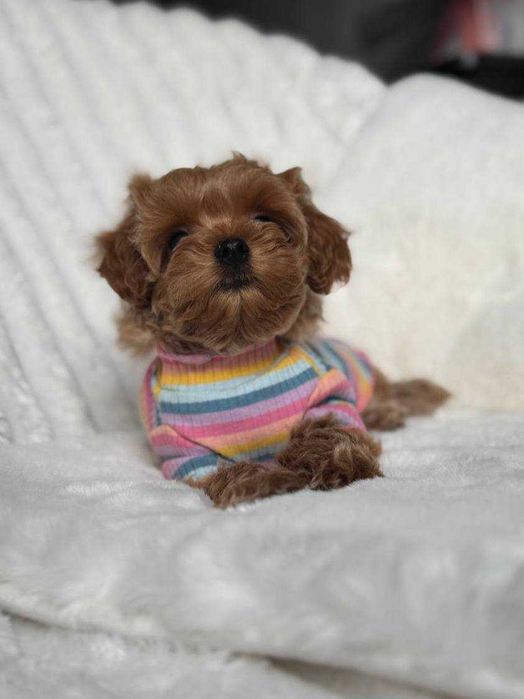 Щенки Мальтипу ф1