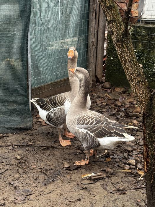 gaste tinere de vanzare