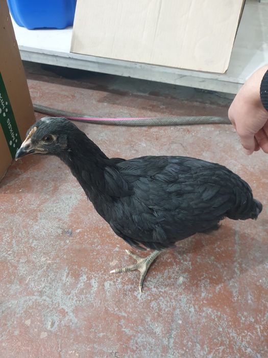 Qara shagzoda jojalar sotiladi