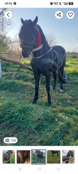 Vând armăsar cuminte