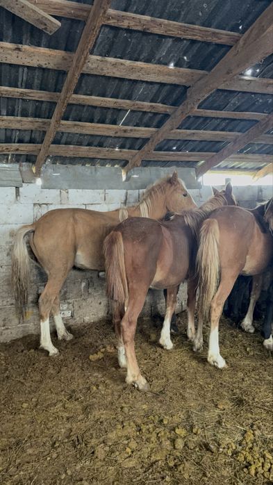 Продам тай 8 голов