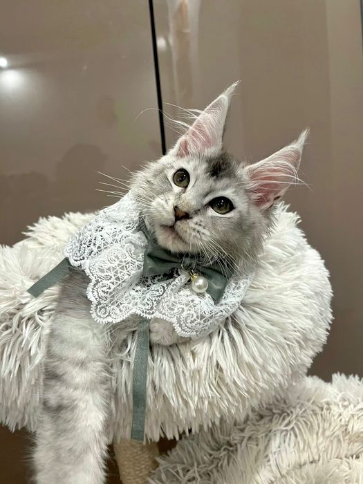 Baietel Maine Coon PEDIGREE Felisa