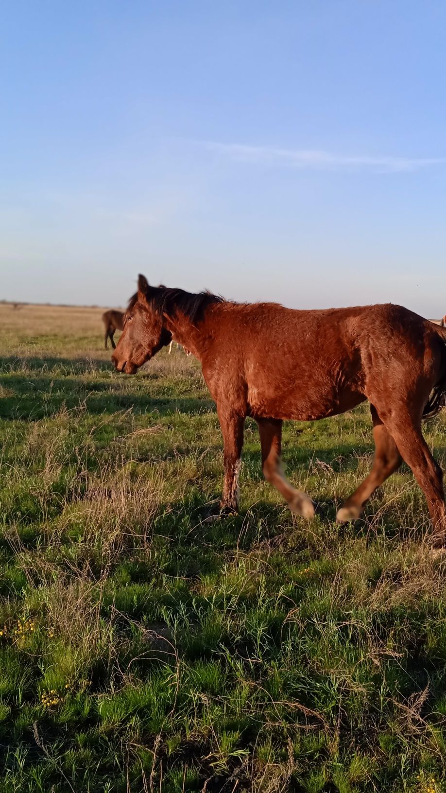 Продам кобылу 3х лет. Жеребая.