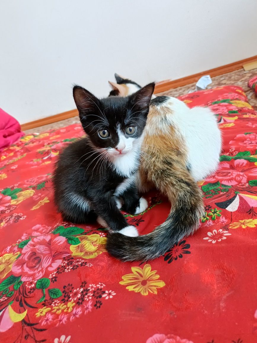 Котята пародистые, милые и шустрые