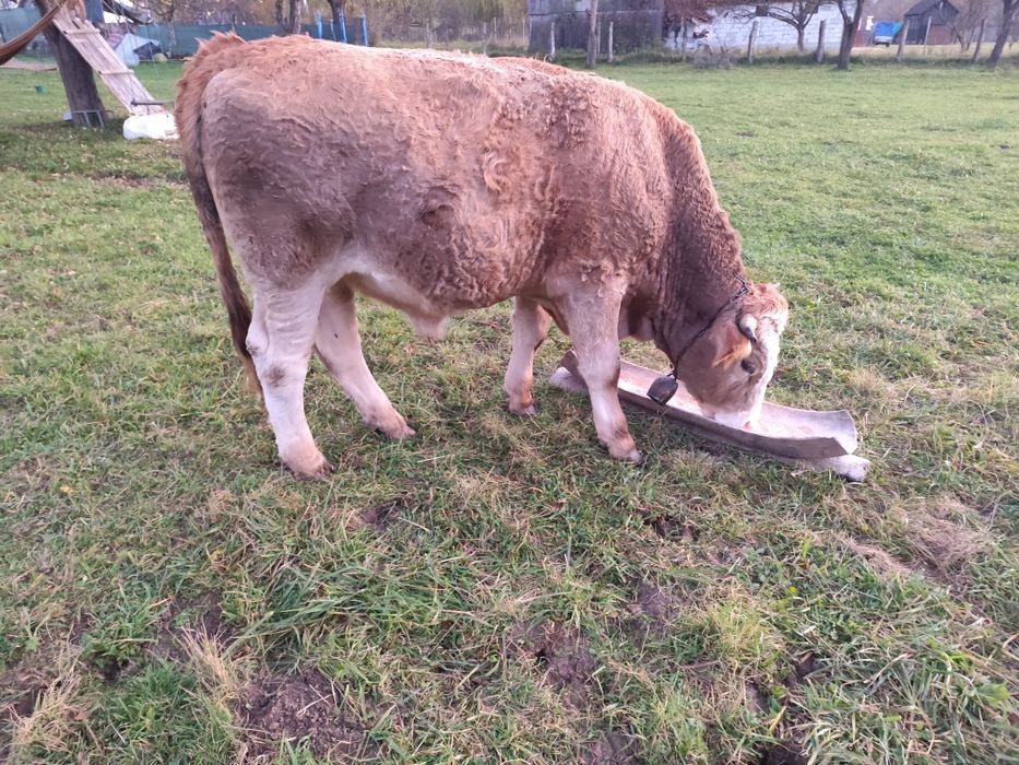 Tăuraș de vânzare