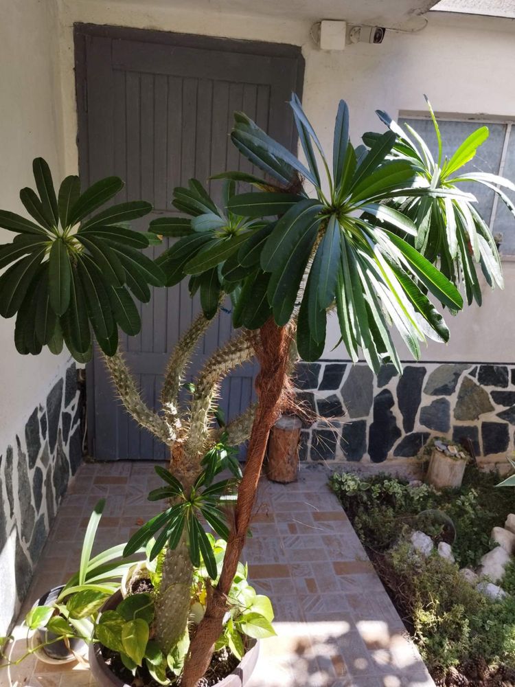 Мадагаскарска палма