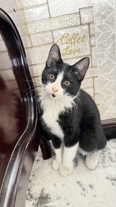 ОТДАДИМ ДАРОМ кошек в хорошие руки