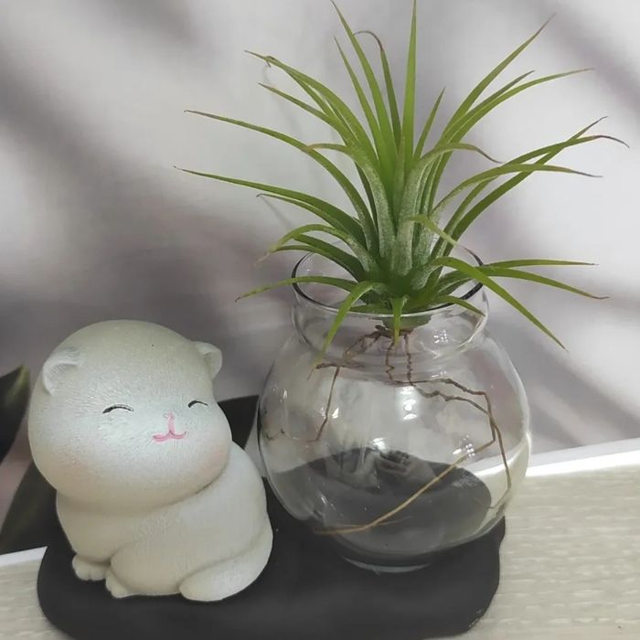 Тилландсия тиллансия комнатное растение