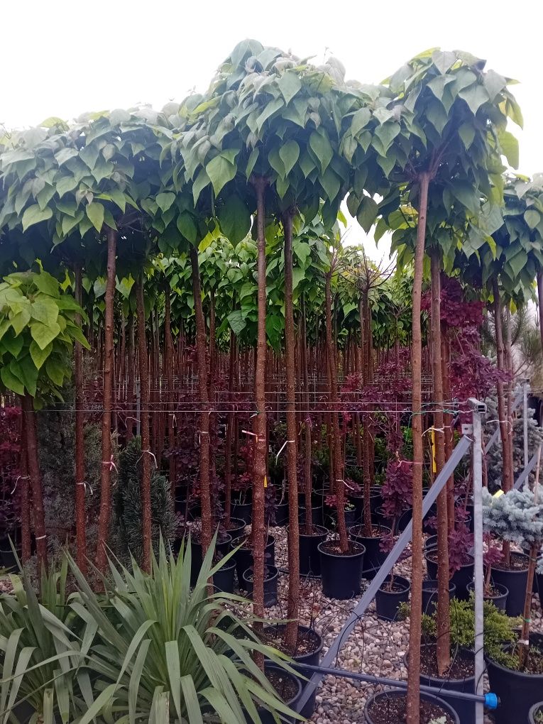 Vând catalpa globulară diferite dimensiuni
