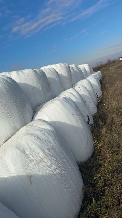 Baloți înfoliați de lucernă și siloz