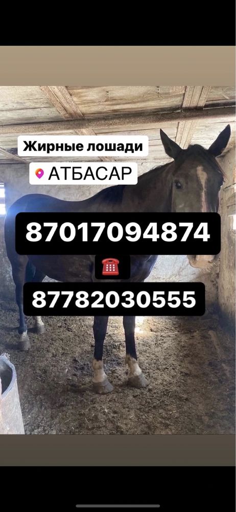 Продажа жирныз лошадей с откорма в Атбасаре
