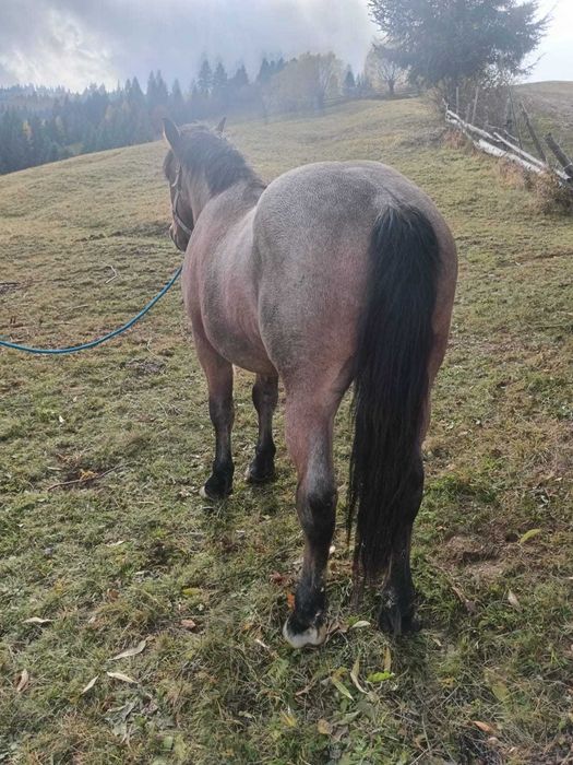 Armăsar 2 ani jumate