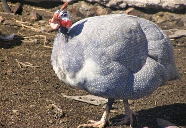 Vand bibilici  de tara 100 lei buc