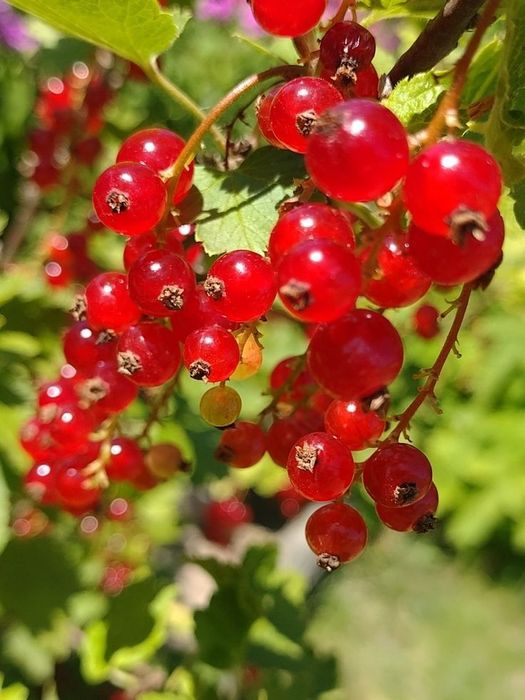 Arbuști Fructiferi (Coacăz Roșu)