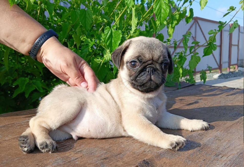 Продается мопсик