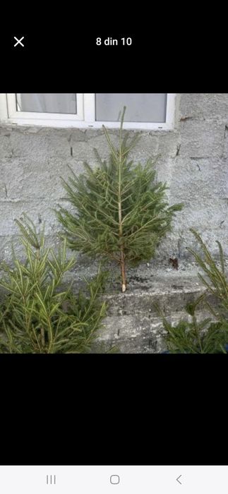 Vând plante ornamentale la oferta