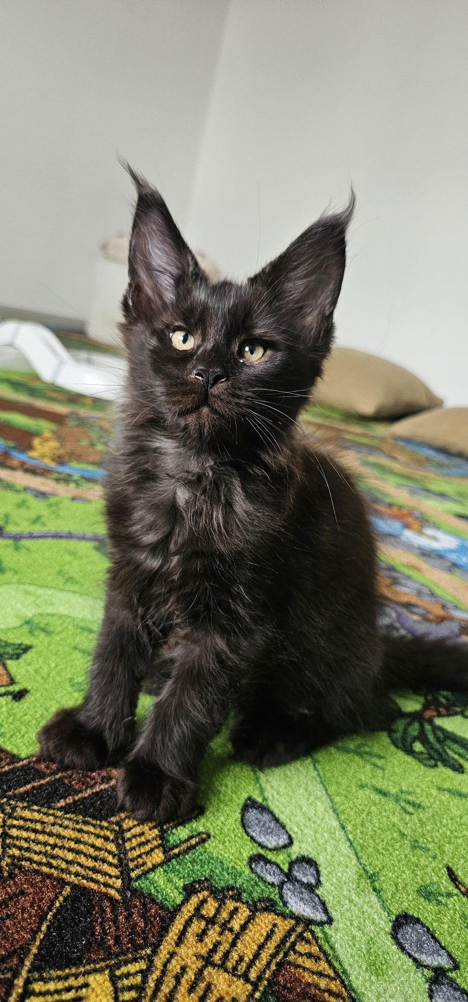 Pui Maine Coon cu pedigree