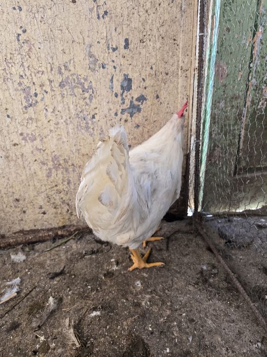 Петли петлета  и кокошки от стари български породи