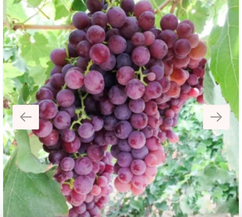 Vand vin productie proprie anul 2025 pret negociabil