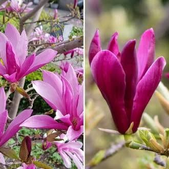 Magnolia rubra rustica