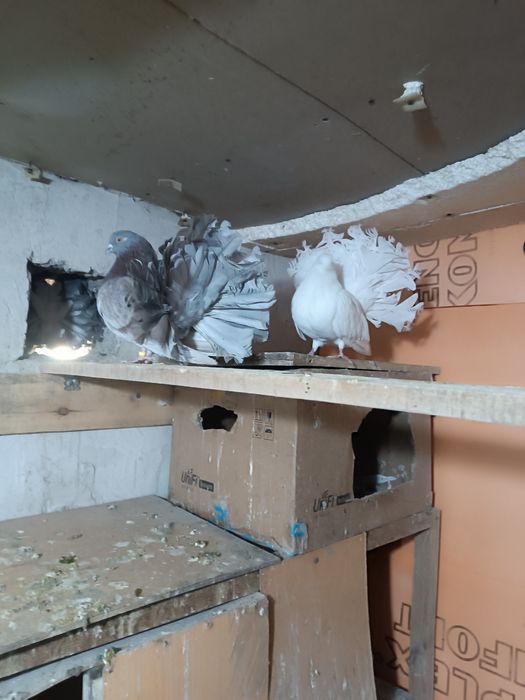 Павлины разных мастей