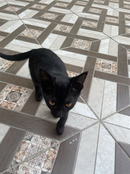 Котенок в добрые руки