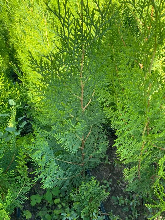 Gard viu din tuia biota pepeniera smaragd si leilandy