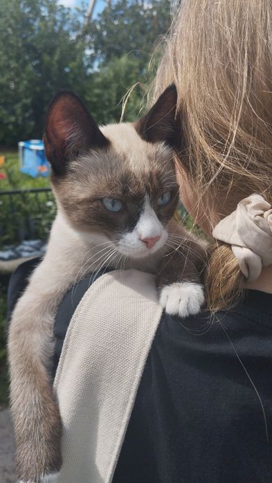 Котик 6 месяцев. Шустрый, умный, добрый.